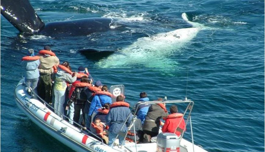 Excursión ballenas