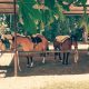 Cabalgatas Rancho viejo